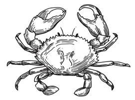 sea crab illustration in sketch style vector