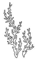seaweed, kelp seaweed. illustration in sketch style vector
