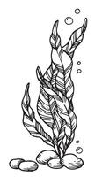 seaweed, kelp seaweed. illustration in sketch style vector