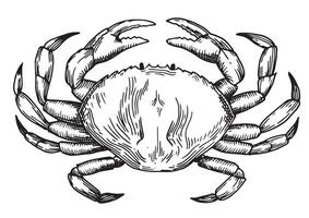 sea crab illustration in sketch style vector