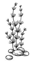 seaweed, kelp seaweed. illustration in sketch style vector