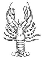 lobster illustration in sketch style vector
