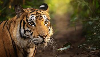tiger in the jungle, Indian tiger resting in the lush forest, captured in natural light. The image highlights the tiger's piercing eyes, detailed stripes, and the serene environment it inhabits photo