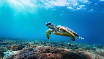 turtle's detailed shell and serene expression create a peaceful and captivating scene, emphasizing the beauty of marine life, Underwater photograph of a sea turtle gracefully swimming through ocean photo
