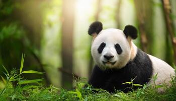 giant panda bear, The panda is expressive eyes and distinctive black and white fur stand out against the soft, natural light filtering through the trees, Portrait of a giant panda photo