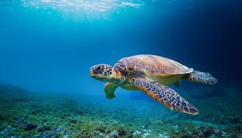 turtle's detailed shell and serene expression create a peaceful and captivating scene, emphasizing the beauty of marine life, Underwater photograph of a sea turtle gracefully swimming through ocean photo