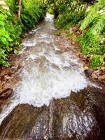 river in the middle of a green forest, silent river in the forest, green forest with a winding river cutting through it, sunlight streaming through the canopy of trees photo