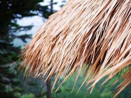 straw roof, The straw roof moved from the storm, Part of Thatched Roof with Straw, The wind is blowing strong, A rainstorm is coming, It's about to rain photo