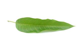 Green mango leaf isolated on white background photo