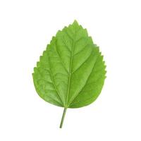 Green leaf of Hibiscus closeup on white background photo