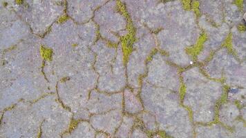 cement pavement cracks and gets moisture, causing moss to form along the cracks, looking beautiful and natural. A natural looking abstract background created by cracks in the walkway and moss. photo
