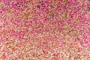 background image of petals bougainvillea The full frame of the pink flowers falling on the ground are ideal backgrounds for your design and copy space to insert text. photo
