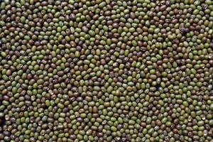 Background of grains of beans laying on a table to inspect bite marks caused by pests destroying pea seeds being prepared for planting. Organic mung bean seeds destroyed by insect pests photo