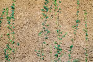 blurred background of rugged concrete wall with leaves creeping up on walls and growing naturally is ideal for designers who want textures on natural surface and free space for text. photo