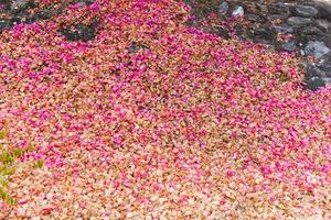 background image of petals bougainvillea The full frame of the pink flowers falling on the ground are ideal backgrounds for your design and copy space to insert text. photo