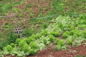 A fully grown cabbage orchard is ready to be harvested for cooking and selling at the market. Cabbage orchards that farmers take care of and maintain until they are mature and ready to harvest. photo