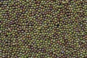 Background of grains of beans laying on a table to inspect bite marks caused by pests destroying pea seeds being prepared for planting. Organic mung bean seeds destroyed by insect pests photo