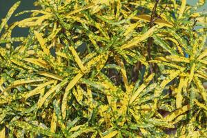 Many small foliage backgrounds are speckled leaves with a unique pattern on each leaf and are popular as ornamental and ground cover plants for decorative purposes and to help regulate soil moisture. photo