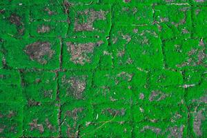 cement pavement cracks and gets moisture, causing moss to form along the cracks, looking beautiful and natural. A natural looking abstract background created by cracks in the walkway and moss. photo