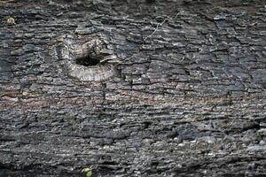 Full frame bark texture background in Top View and Copy Space for text entry. Tree bark texture background for earth day design to put text on the background. photo