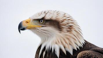 close-up of elegant eagle bird photo
