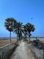 Winding through lush palm groves, this rural path beckons us to slow down and savor the simple beauty of the countryside. The solitary motorcycle, a symbol of freedom. photo