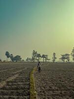 Stepping into a world of quiet resilience, where the land whispers tales of perseverance. Witness the beauty of rural life, where every stride across the field holds a story untold. photo