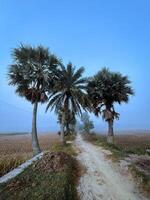 Winding through a serene landscape, this rural path beckons exploration. Tall palms stand guard, their fronds rustling in the mist-shrouded fields. photo