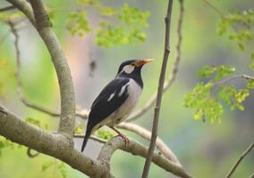 Captured in a moment of tranquility, this striking bird rests amidst the verdant foliage, a testament to nature's captivating splendor. photo