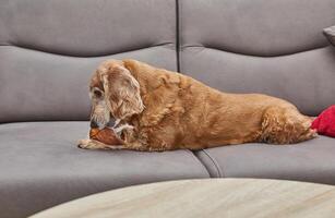 Dog Enjoying Chew Toy on Couch photo