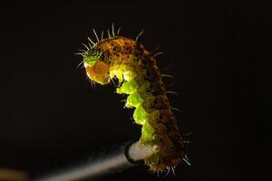 A multicolored caterpillar clutched at the tip of the tassel with its hind legs. Macro photo green caterpillar on black background