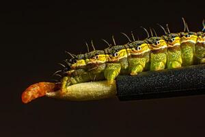 Close-up of the tail of a caterpillar that is emptying. Macro photo green caterpillar on black background