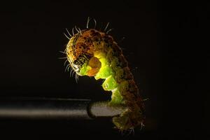 A green caterpillar that sits on the tip of the tassel from bending its body. Macro photo green caterpillar on black background