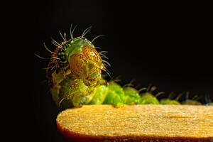 The caterpillar that crawls on the wooden stick turned its head. Macro photo green caterpillar on black background