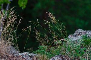 the grass growing on the rocks, the side in the background is dark photo