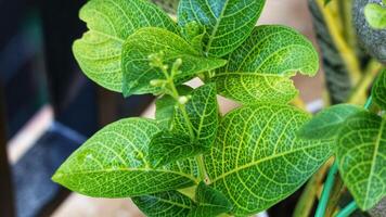 Close up photo of detailed leaves of Pseuderanthemum maculatum, commonly known as yellow vein eranthemum