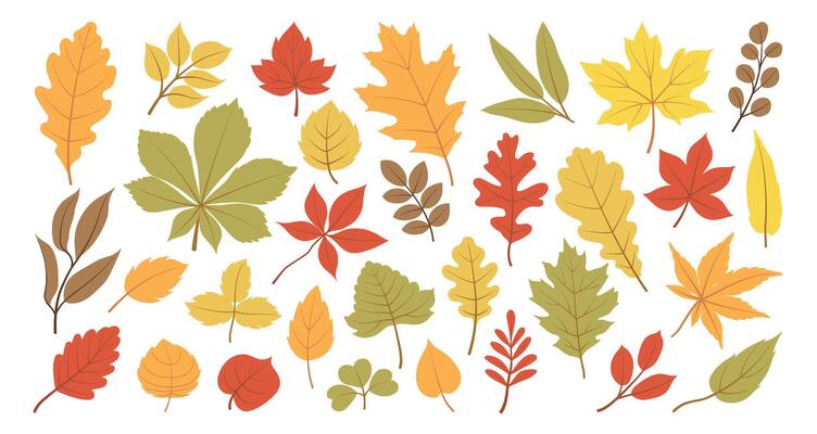 Set of autumn leaves from different trees, oak, maple, chestnut. Simple, yellow, red, orange fall leaf set for pattern, banner, sticker, Hallo autumn card. Flat illustration on white background