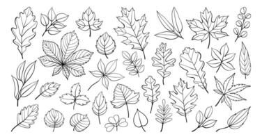 Hand drawn autumn leaves outline from different trees, oak, maple, chestnut. Leaf line art collection for coloring book, patterns, stickers. Foliage contour sketch isolated on white background. vector