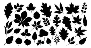 Set of silhouettes of various tree leaves, oak, maple, and chestnut. Simple, black monochrome autumn leaves collection. Flat illustration on a white background. vector