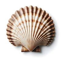 sea jacobean scallop shell isolated on background. photo