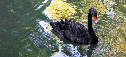 Black swan floating on the lake water Ornithology , birdwatching photo