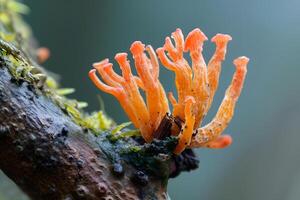 close-up of cordyceps mushroom growing in nature on tree trunk fungus in nature Cordyceps militaris Traditional Chinese medicineNatural biological background Supplements adaptogen photo