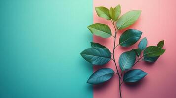Vibrant Green Leaves on a Colorful Split Background of Pink and Teal for Modern Design Concepts photo