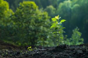 A small sapling grows in the soil surrounded by greenery in the forest photo
