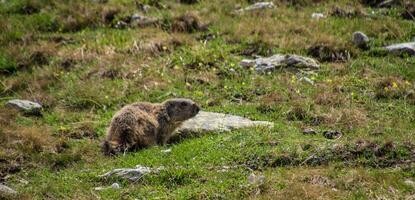 a marmot standing on the grass in the mountains photo