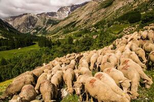 a flock of sheep photo