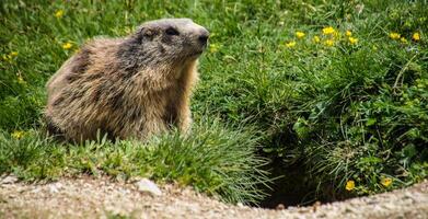 a marmot standing in the grass near a hole photo