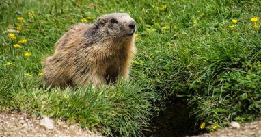 a marmot standing in the grass near a hole photo