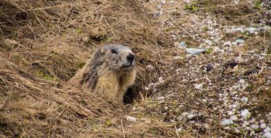 a marmot peeking out from its burrow photo