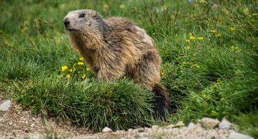 a marmot standing in the grass on a hillside photo